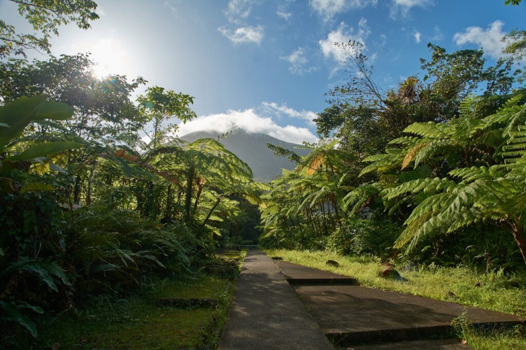 Serene tropical landscape with a sunlit pathway amidst lush foliage in Guadeloupe.