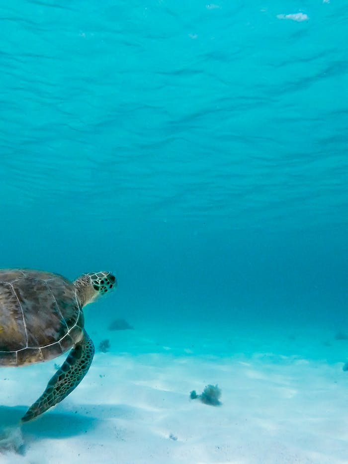 A stunning view of a sea turtle gliding underwater in Basse-Terre, Guadeloupe.