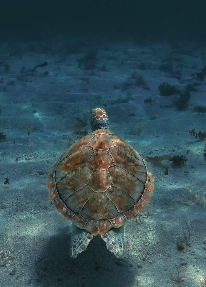 A sea turtle swims gracefully underwater in the depths of Guadeloupes marine environment.